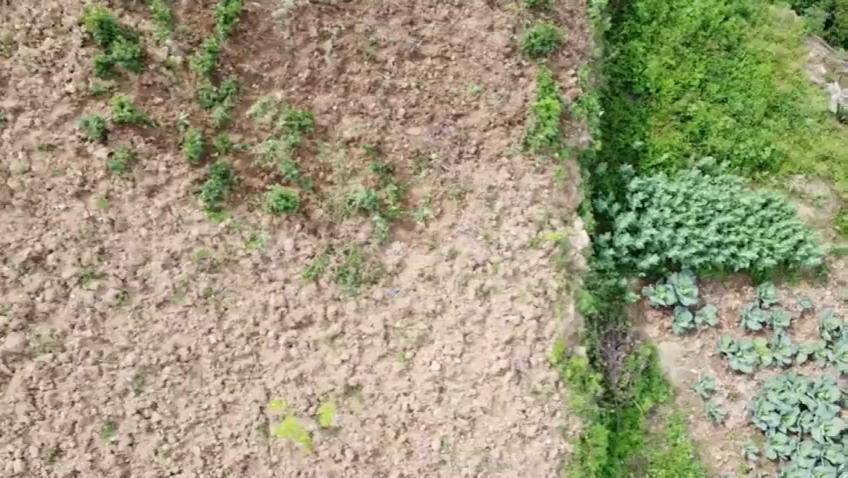 无人机空中扫毒民警在偏远山区查获383株罂粟