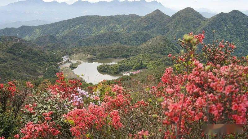 大田县县花图片