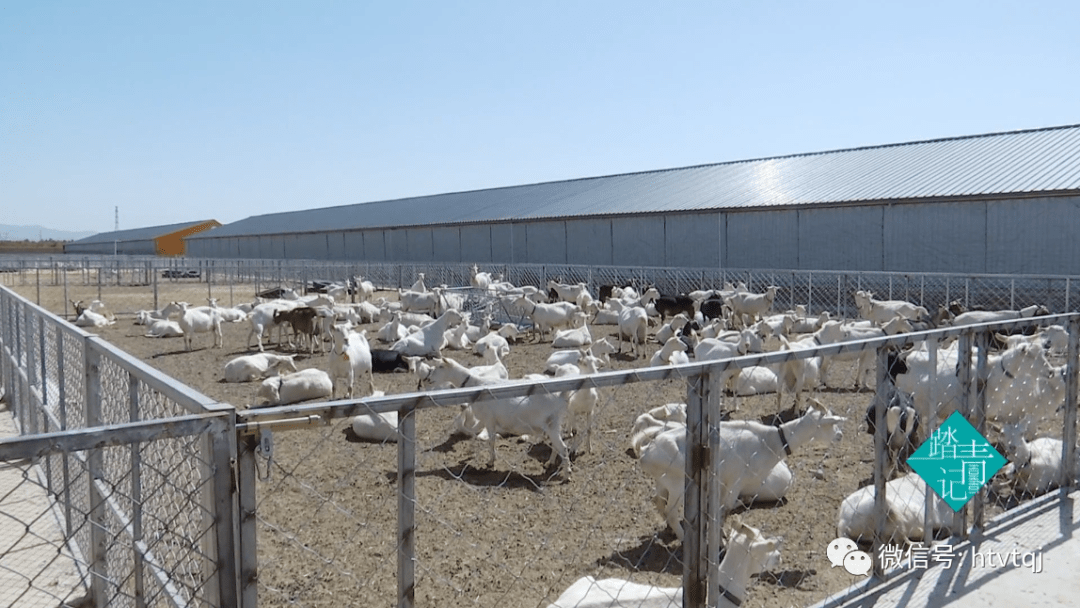 丰富了首府的奶源结构盛健羊乳集团自有奶山羊基础种群位居世界前列两