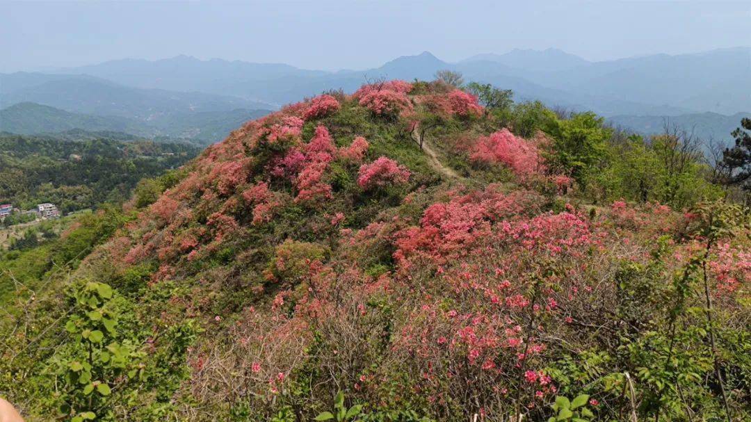 67大美金寨之太平山映山紅