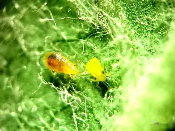 捕食螨：广义上具有捕食作用的螨类都称捕食螨，目前用于生物防治商品化