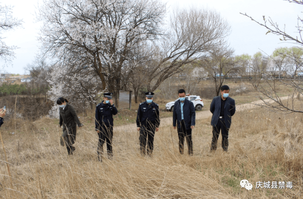 庆城县驿马镇开展禁种铲毒专项踏查工作