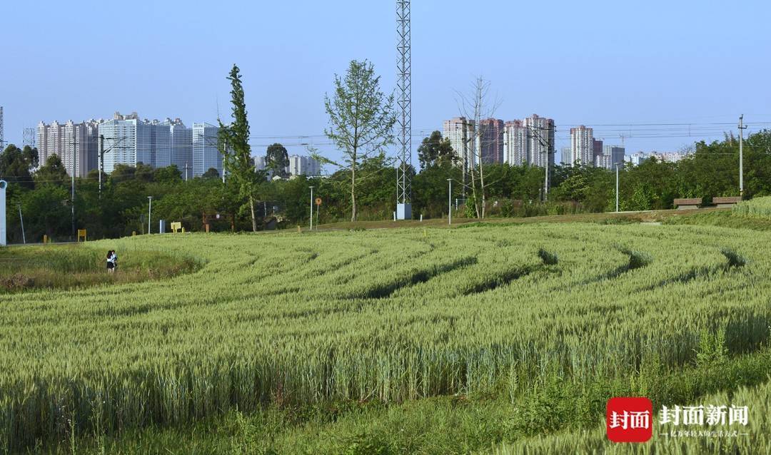 成都青龙湖畔有片麦田适合拍出田园美片约上小伙伴出发吧