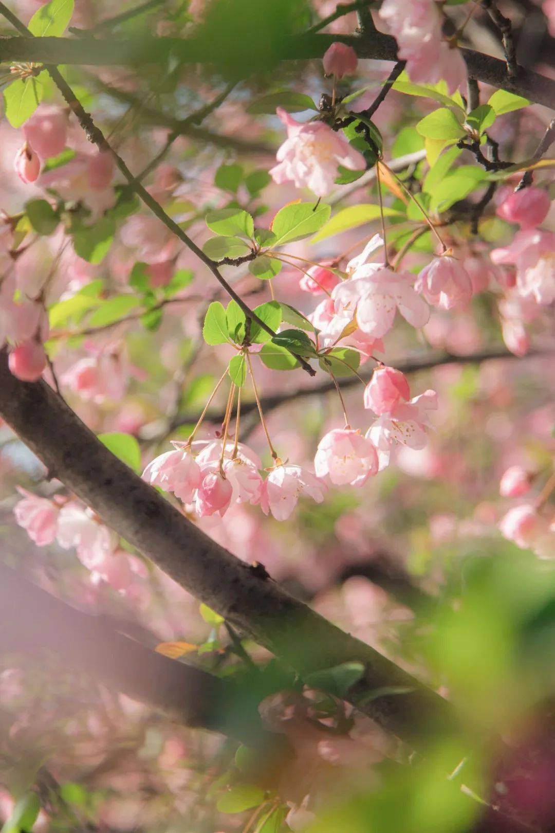 这个春天,来看安徽高校春景图!_-spring-_摄影_来源