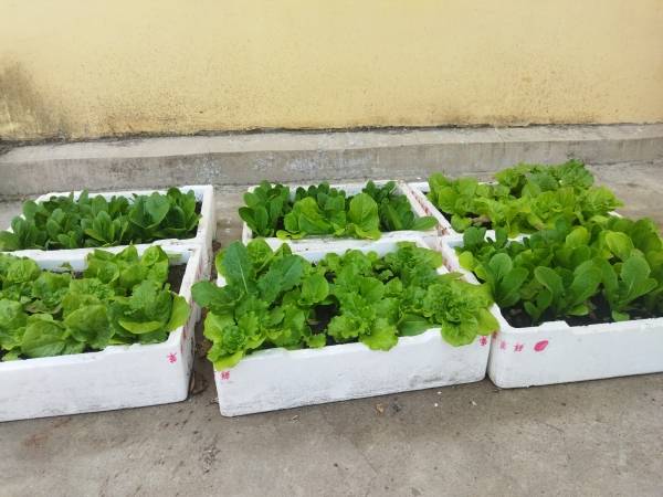 鲁山县观音寺乡 土里 生金再生金 羊肚菌 有机肥 丁备战 鲁山县观音寺乡 土里 生金再生金 羊肚菌 有机肥 丁备战