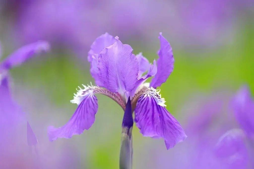 致爱亳州——鸢尾花_谯城区_梵高_内容