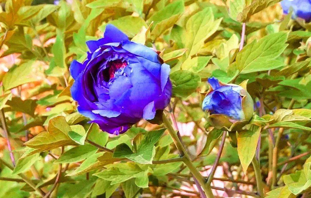 蓝牡丹,立马明白,那娇艳欲滴的神态,才最不愧是“罗曼蒂克”的代表。既然能被誉为“牡丹之乡”,洛阳就一