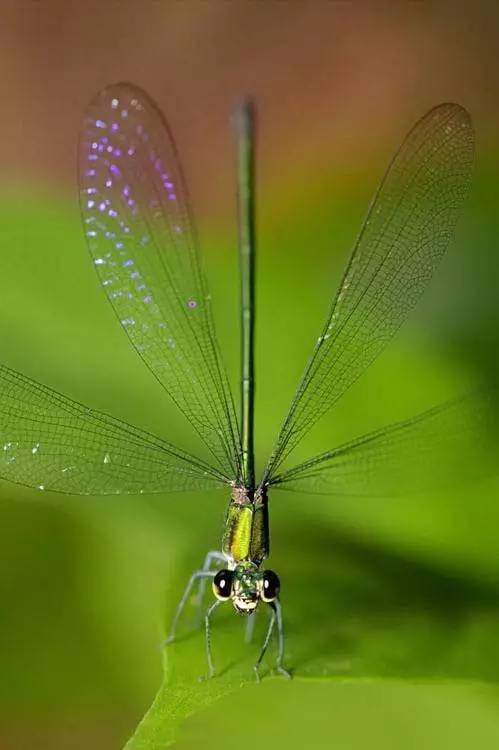 彩铅素材美丽的蜻蜓