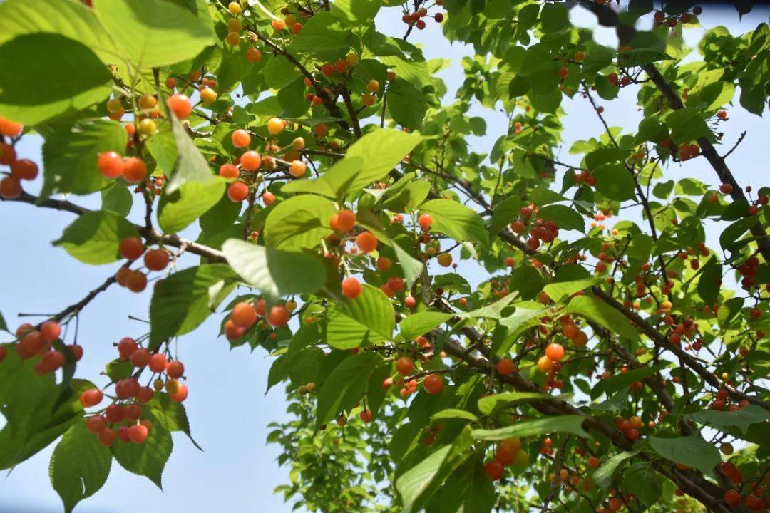 小樱桃"致富果"!镇平县老庄镇樱桃沟樱桃红啦,大家快来吧!_杏花_生态_