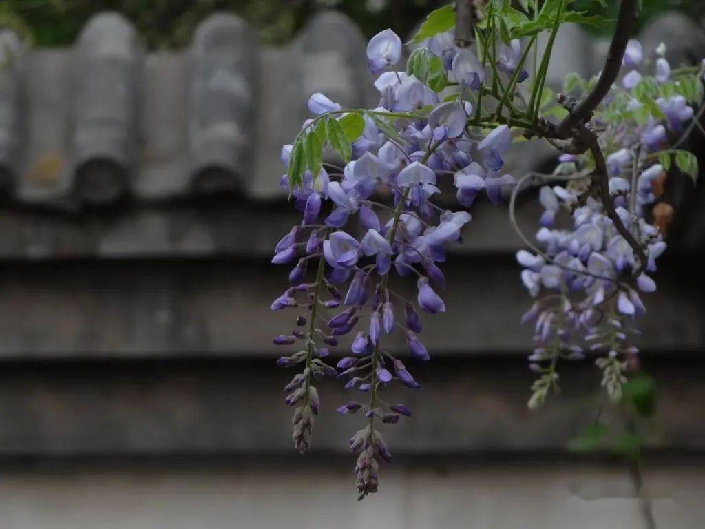 蜿蜒蛟龙垂璎珞紫藤花