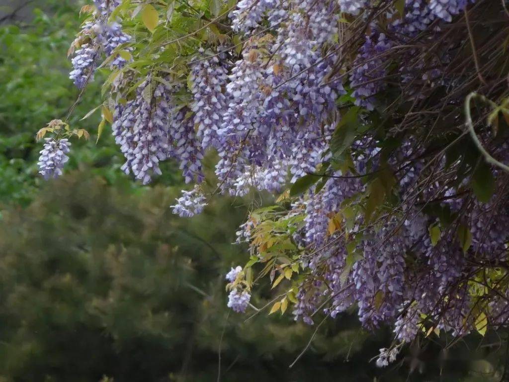 蜿蜒蛟龙垂璎珞紫藤花