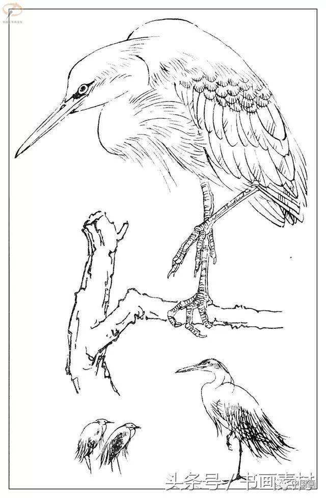 书画素材最经典白描禽鸟教程百鸟图谱天美教授孙其峰编欣赏