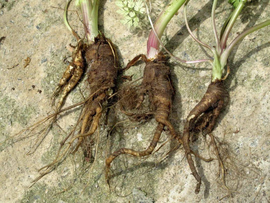 峨参我在龙观乡的铜坑山谷中看到有大片生长开花的伞形科植物峨参