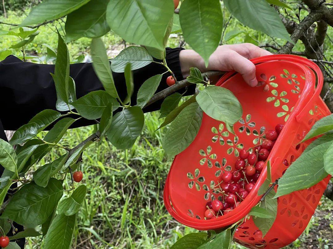 同时,各地水果批发商前来集中采购,将落别樱桃除输送到邻近的旅游市场