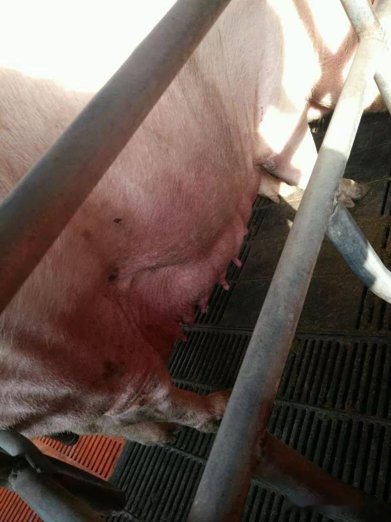 无症状描述:哺乳母猪 突然今早耳朵紫 红 腹部也发红 后阴有少量白色