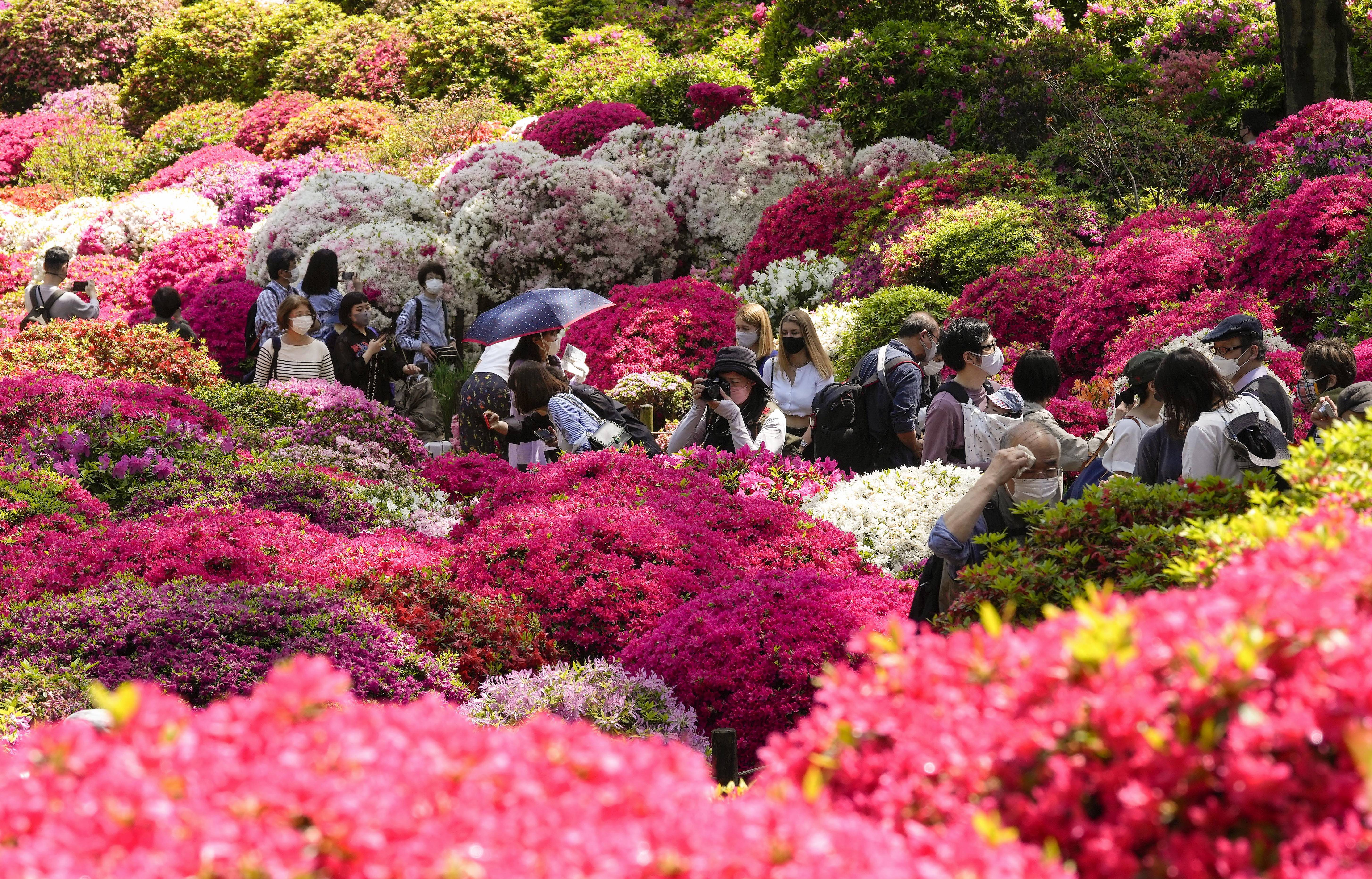 日本紫宸殿杜鹃图片
