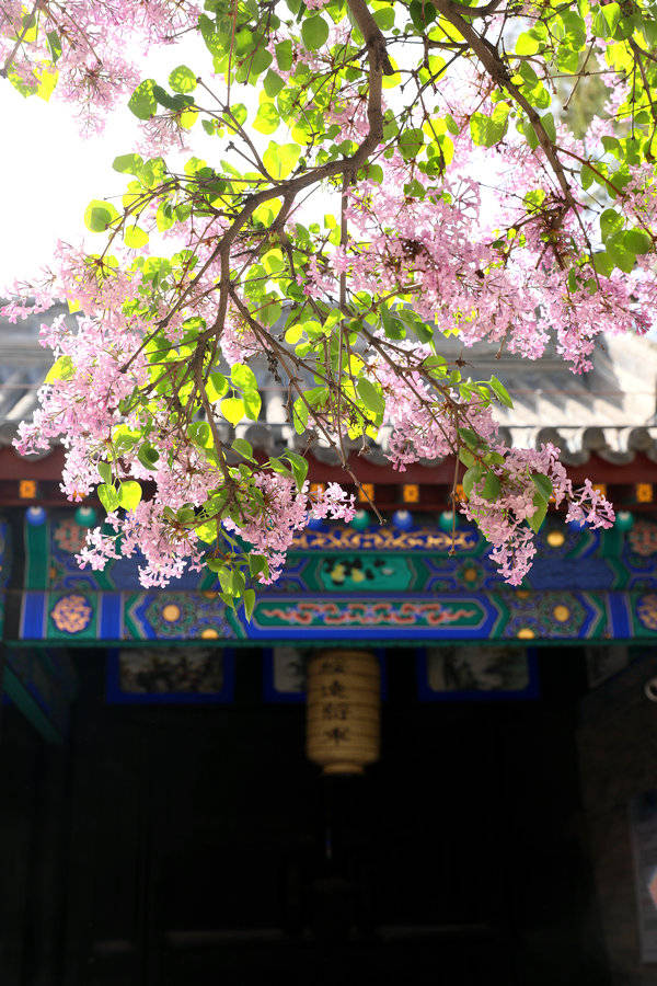 呼和浩特丁香花开满城飘香