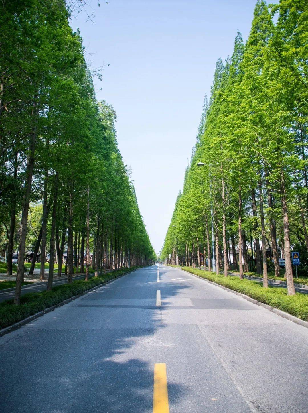 扬城这些道路,一不小心惊艳了春天~_扬州_文昌路_水杉