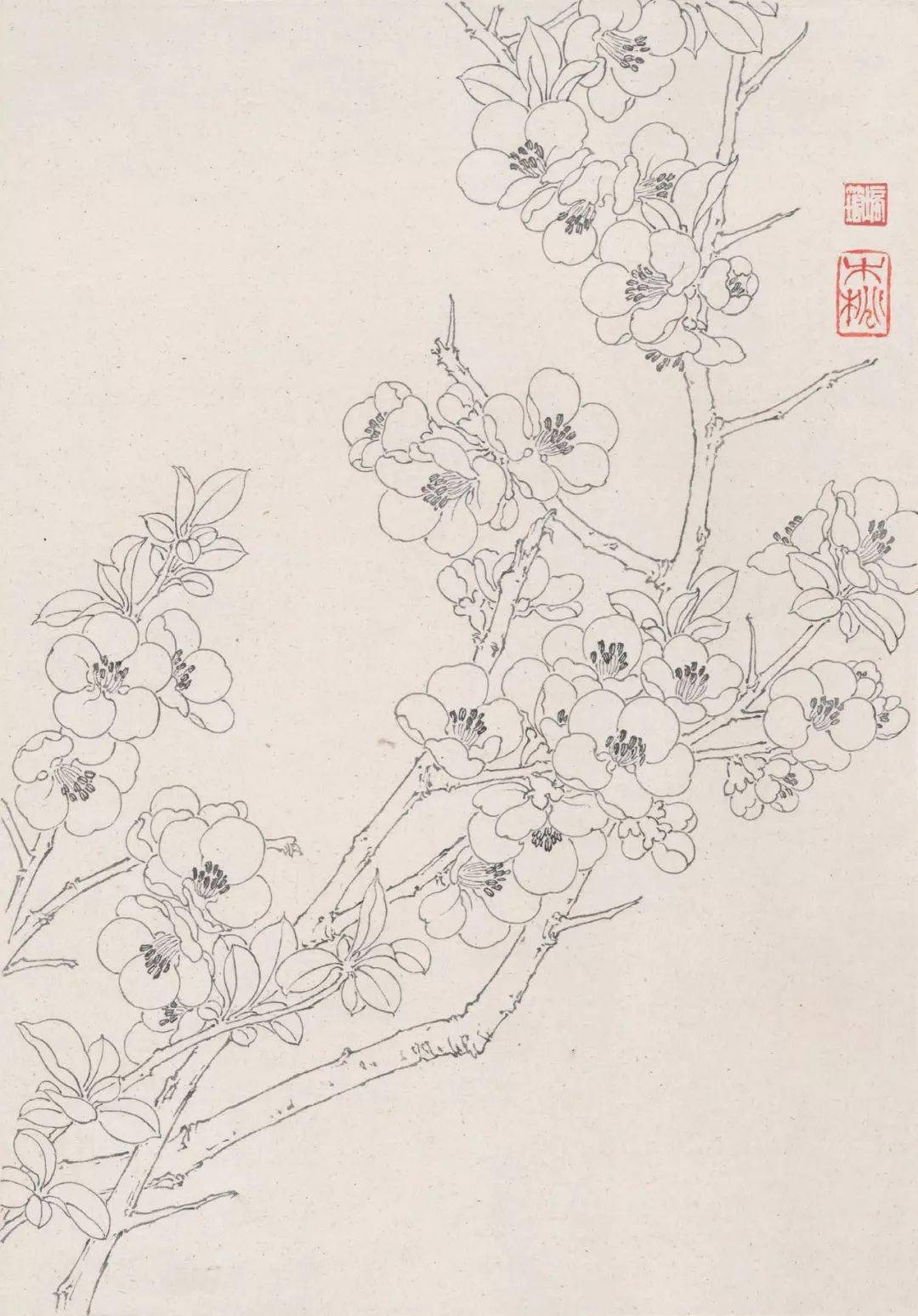 章培筠白描花鸟作品学习白描要灵活喜欢哪种就学哪种