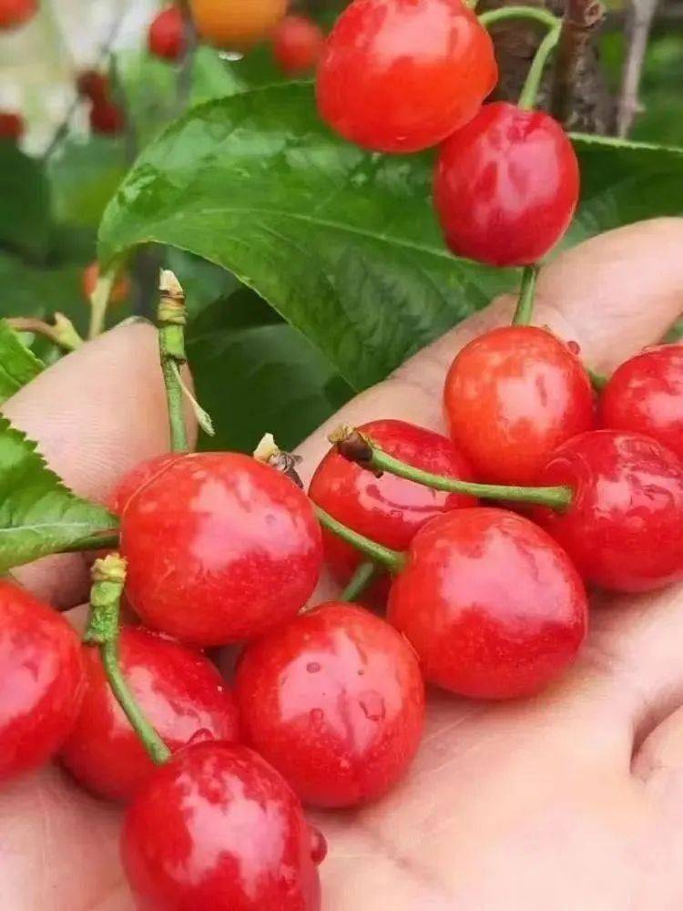 一树樱桃带雨红恰逢湖城采摘好时光