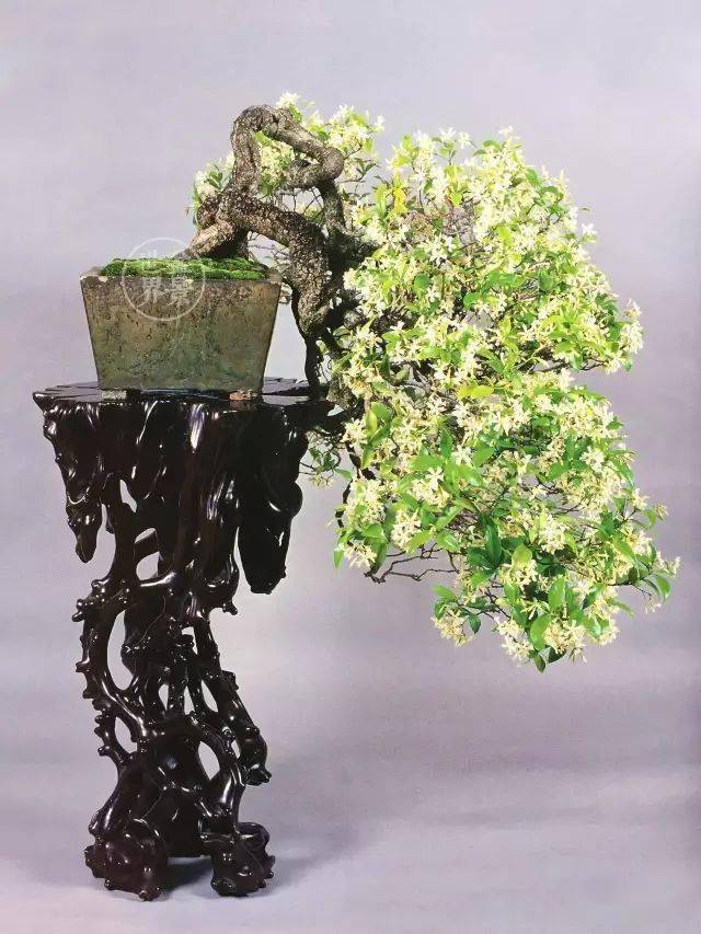 络石花开,好运自来_作品_玉山_江苏