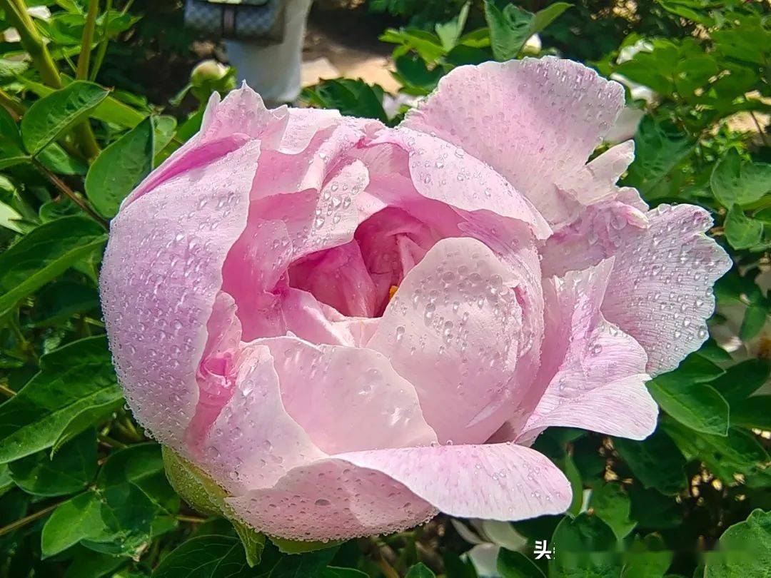 牡丹花怎样拍最好看