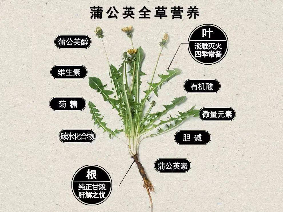 为什么大家都在喝蒲公英根茶降火护肝排毒都靠它
