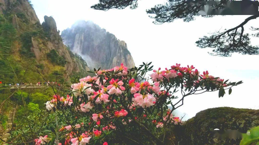 安徽省省花开花啦!——黄山杜鹃花进入始花期