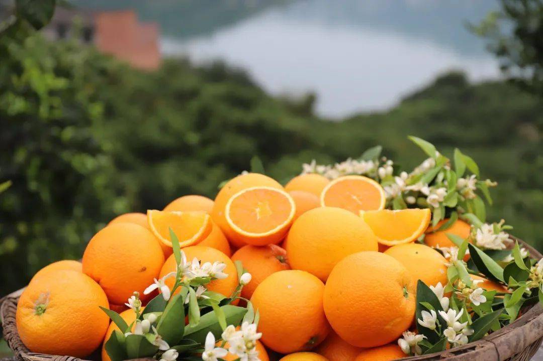 伦晚比_橙子_秭归