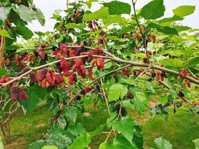 五一约起克六塘摘桑葚耍,约没67?_桑果_枝头_果园