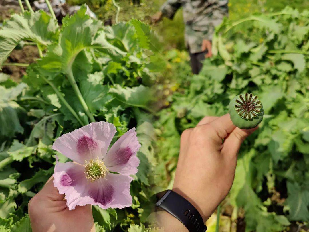 鸦片花 制作过程图片