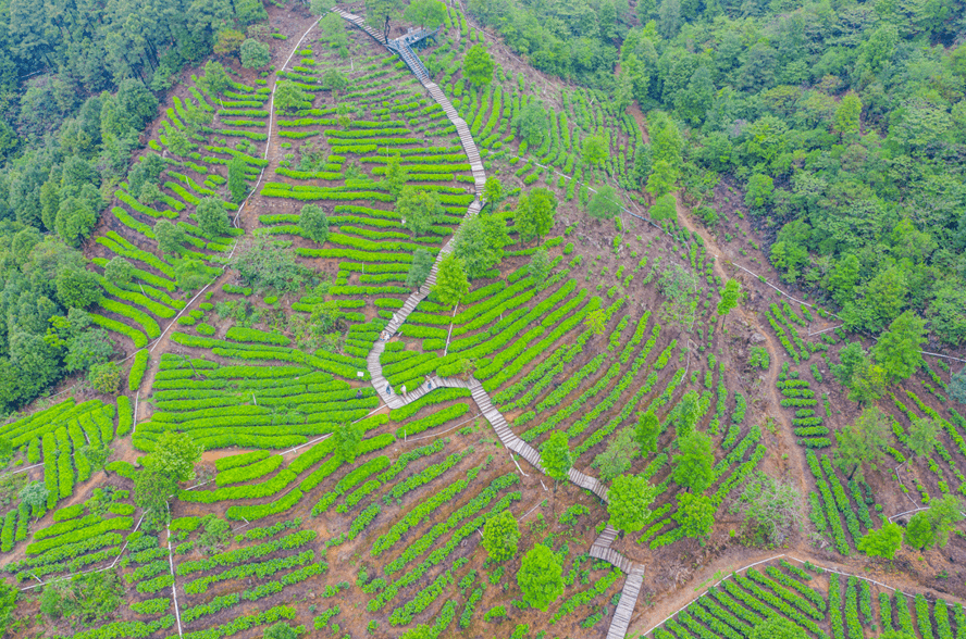 在江门这些茶园邂逅绿色浪漫