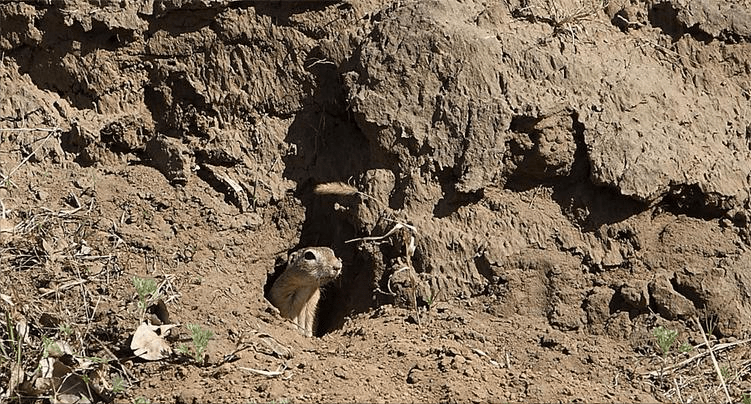 乡土散文:灌"豆杵子"_黄鼠狼_祸害_人们
