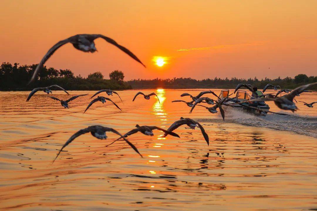 蔷薇花信61发现 ②丨走进美丽盐城大纵湖国家湿地公园_生态_旅游