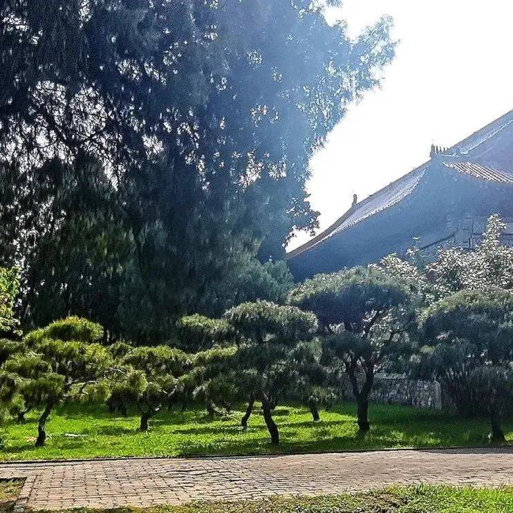 岱庙青松修剪整姿展新颜_松树_天门_对比