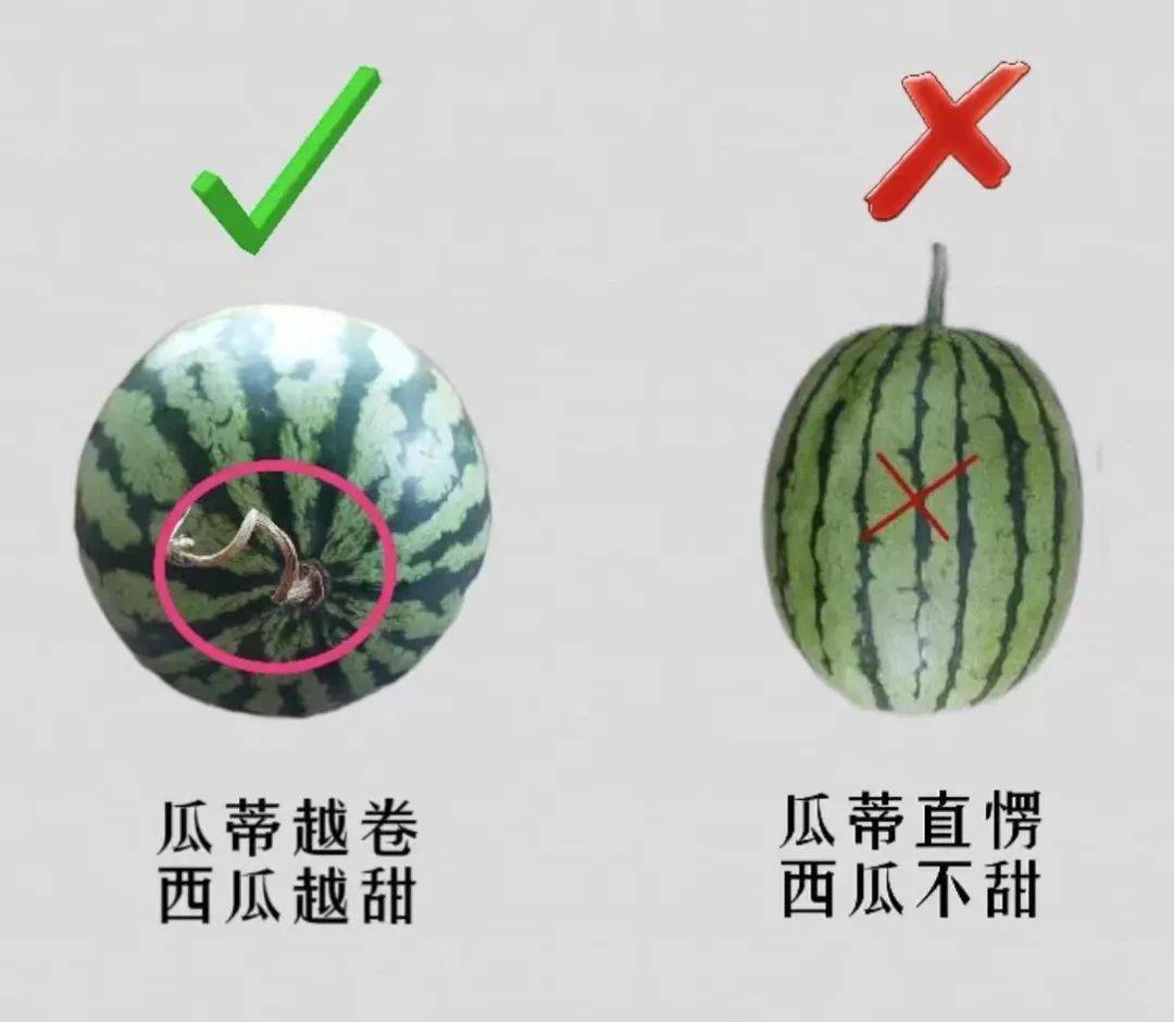 生活小技巧西瓜怎麼挑