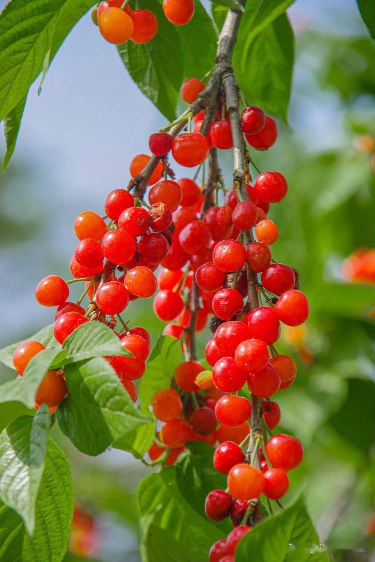 汉中西乡樱桃鲜又甜