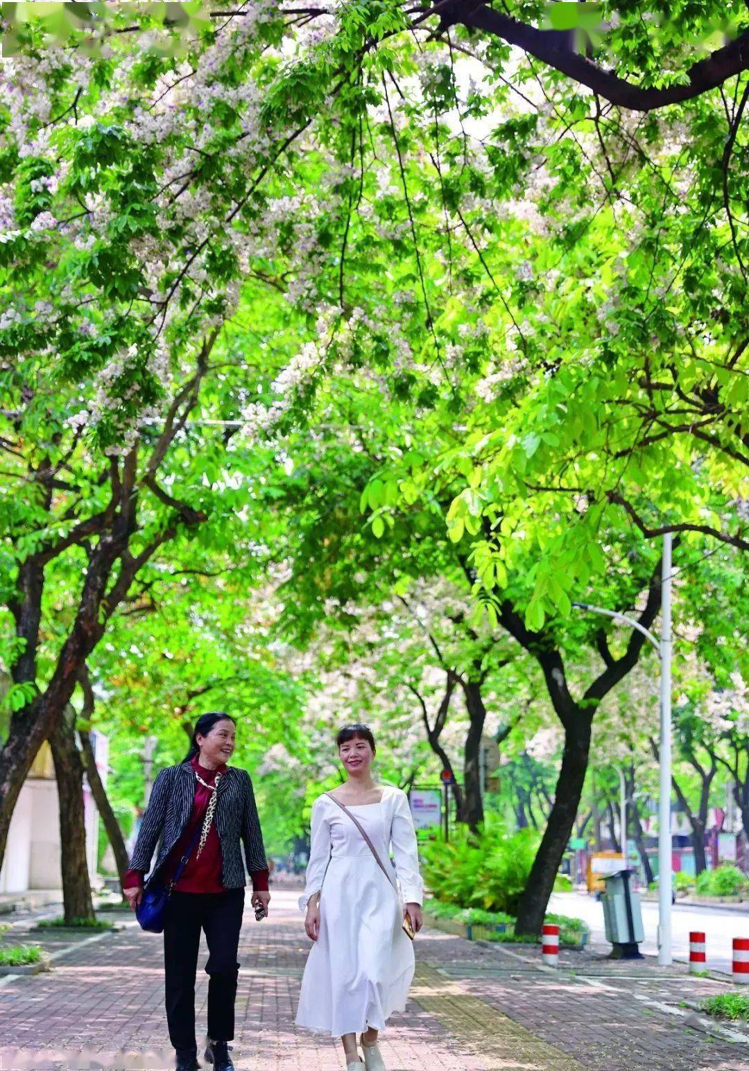 南宁仪花一同绽放，满树鲜花美不胜收，这些路成为花的海洋！_花瓣_夹竹桃_植物