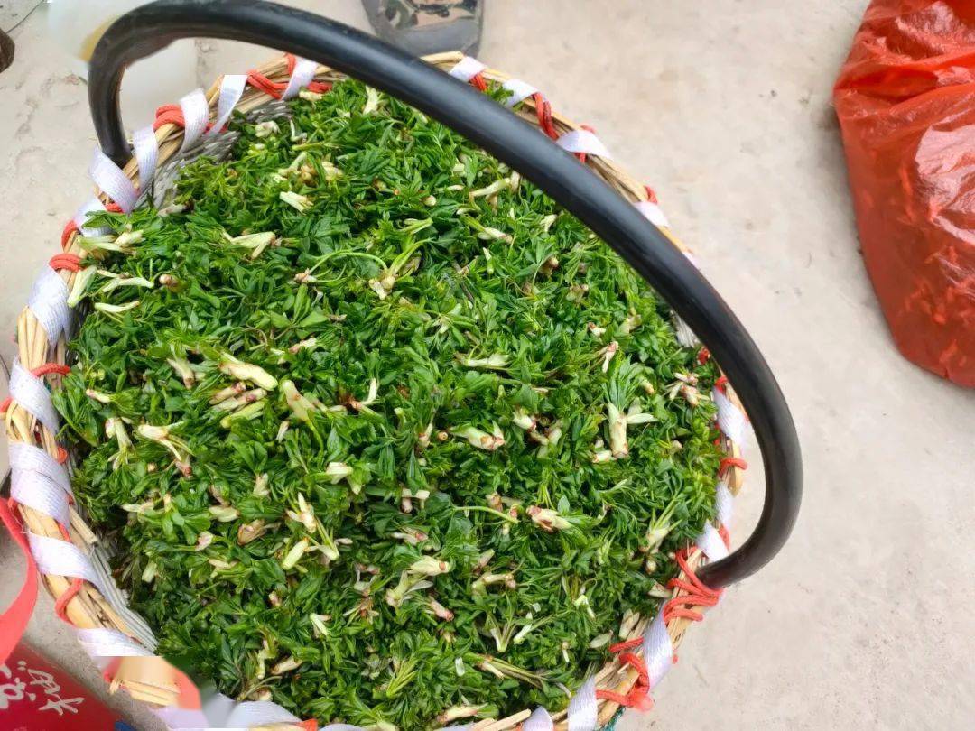 五撮菜属于通渭人的野味