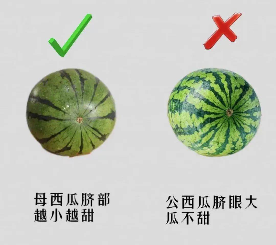 看公母:母西瓜脐部越小越甜,公西瓜脐眼大不甜;方法:又到了吃西瓜的