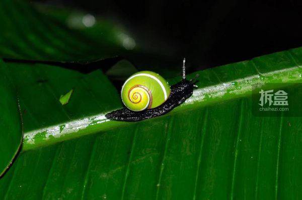 涅盘工作室古巴糖果蜗牛珍稀动物仿真模型夜光冰箱贴