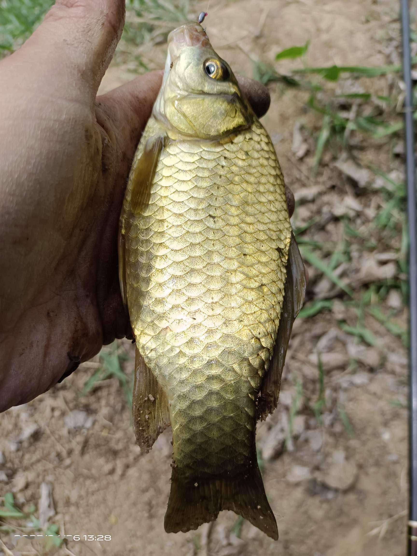 还是黄金鲫鱼这鲫鱼个头大一些,颜色金黄透亮,是在水草里长大的鲫鱼