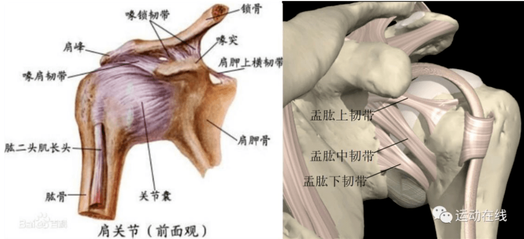 李金平医生介绍:肩关节是全身最灵活的关节,盂肱关节是一种球窝关节