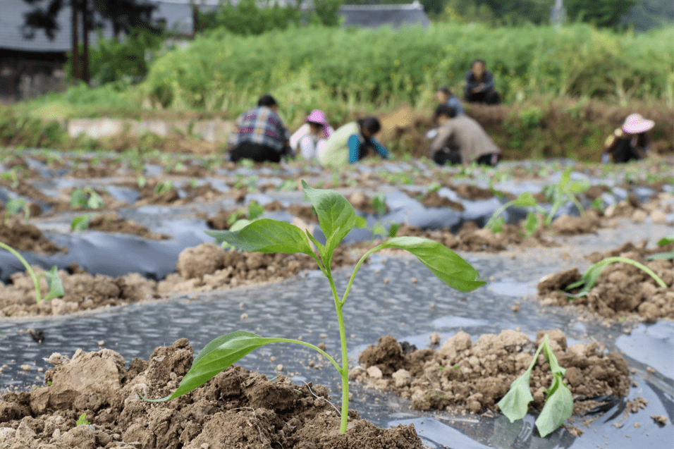 乡村振兴儒溪村春种抢天时辣椒移栽忙