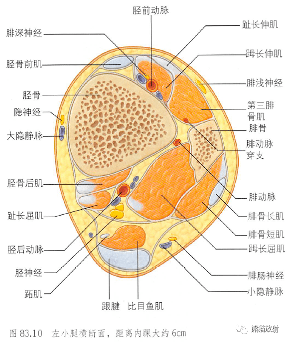 小腿解剖结构图图片