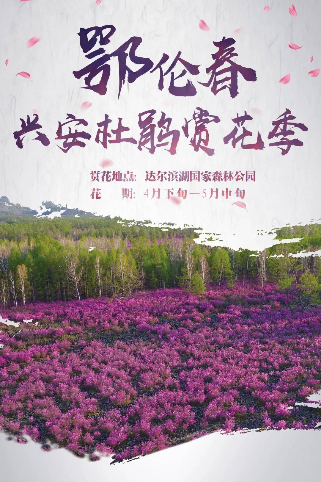 【岭上花正红】人间五月,最美不过杜鹃花海_达尔_滨湖_鄂伦春自治旗