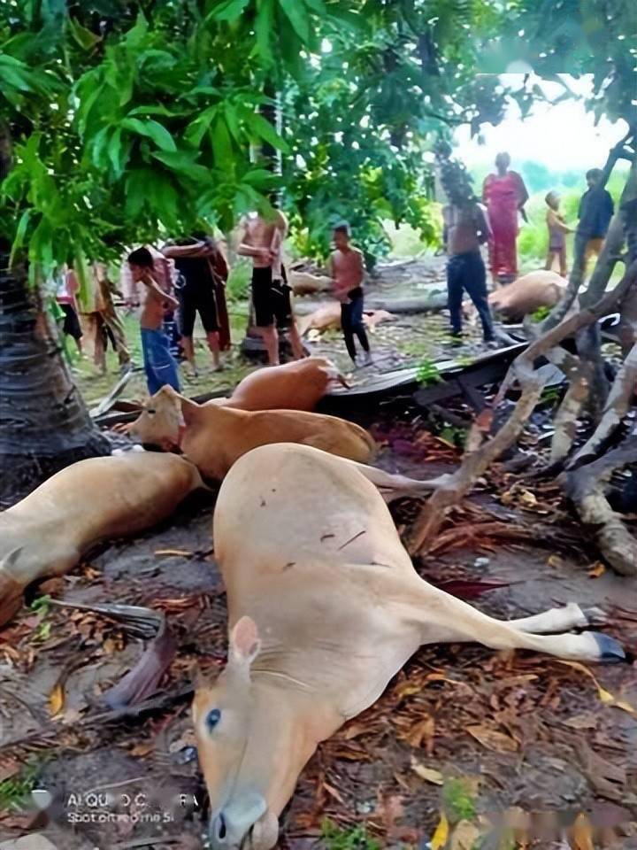 柬埔寨9头牛遭雷击8死1伤