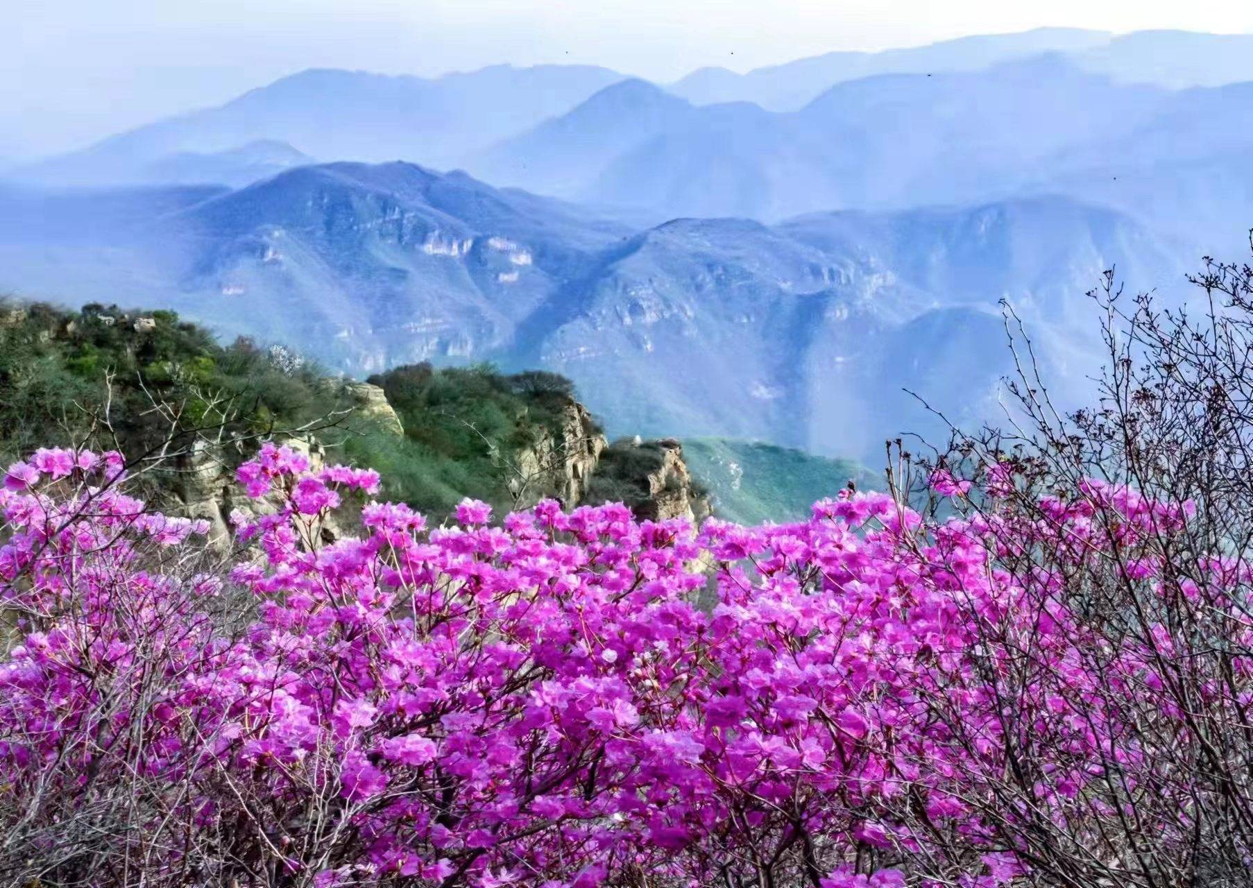 山坡上,悬崖峭壁上野生杜鹃花成片开放,为春天增添了一道亮丽的色彩