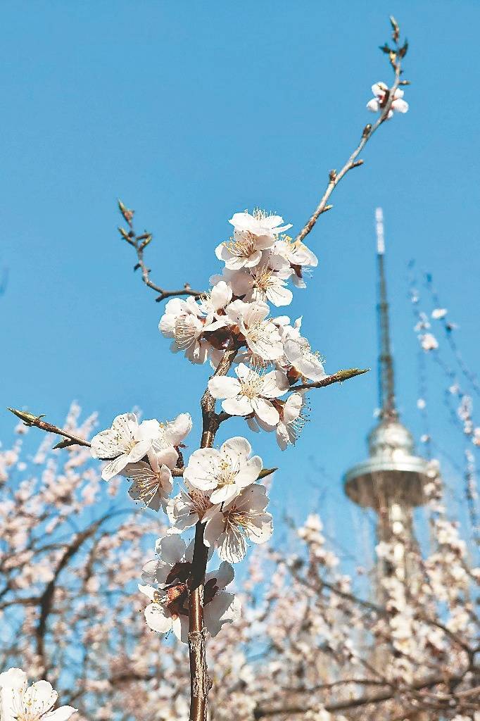 花儿朵朵满枝头 京桃 春花 榆叶梅