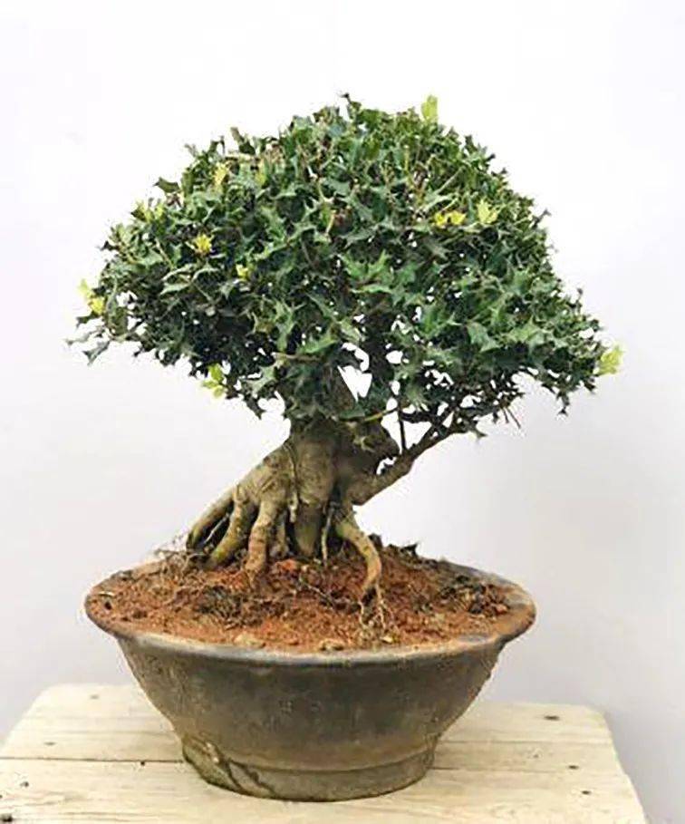 满身刺的枸骨花点功夫也能驯化成盆景